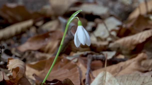 Квіти Снігу Крокусу Ранніх Весняних Сонячних Променях Квіти Злегка Рухаються — стокове відео