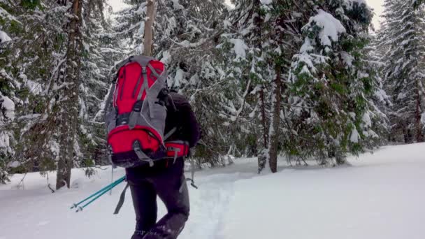 Turista Sněžnicemi Nastavuje Houpací Síť Pod Stromy Zimním Lese Padá — Stock video