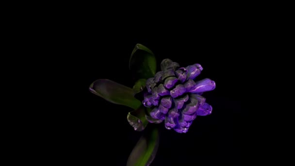 Der Frühling Ist Der Moment Für Diese Wunderschönen Hyazinthenblüten Zeitraffer — Stockvideo