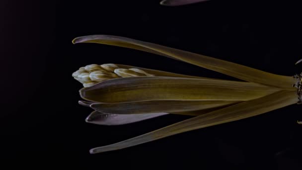 Весняний Час Момент Цих Прекрасних Квітів Гіацинтів Тімелапсе — стокове відео