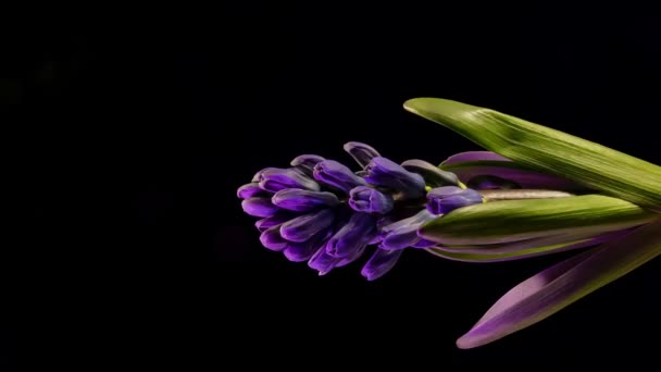 Springtime Moment Beautiful Hyacinth Flowers Timelapse — Stock Video