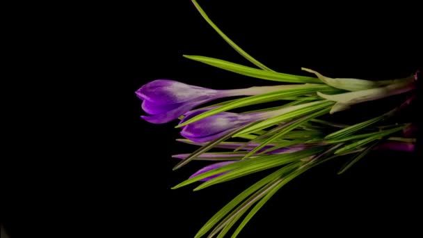 Wiosna Czas Piękne Krokusowe Kwiaty Ramy Czasowe — Wideo stockowe