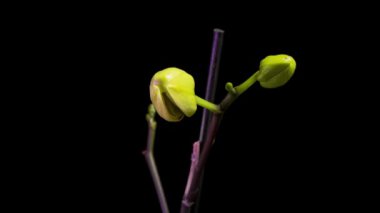 Siyah arkaplanda pembe orkide açılıyor. Zaman Uygulaması