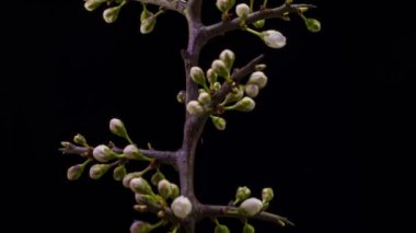 Siyah arka planda izole edilmiş elma çiçeklerinin açtığı dalın kapatılması. Zaman Uygulaması