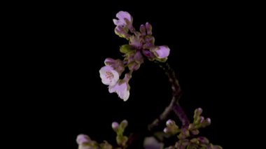 Siyah arka planda izole edilmiş elma çiçeklerinin açtığı dalın kapatılması. Zaman Uygulaması