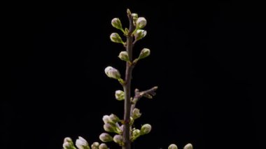Siyah arka planda izole edilmiş elma çiçeklerinin açtığı dalın kapatılması. Zaman Uygulaması