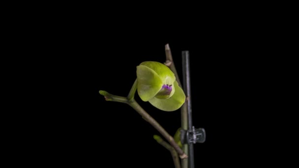 Siyah Arkaplanda Pembe Orkide Açılıyor Zaman Uygulaması — Stok video