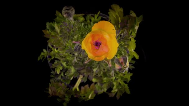 Желтый Цветок Ranculus Цветет Черном Фоне Timelapse — стоковое видео