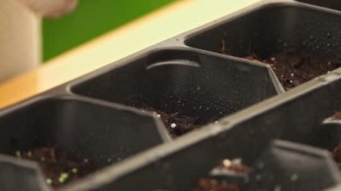 El sıkışın, yeşillik tohumlarını ekin bir bahçe yatağında.