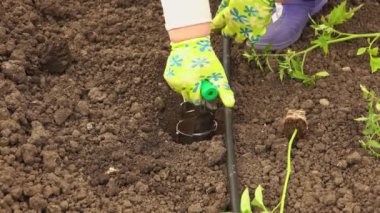 El sıkışın, yeşillik tohumlarını ekin bir bahçe yatağında.