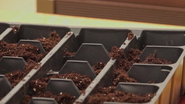 Szoros Kéz Növénymagokat Ültet Földbe Egy Kerti Ágyban — Stock videók