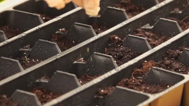 Blízké Ruce Zasazování Semen Zeleně Zemi Zahradním Záhonu — Stock video