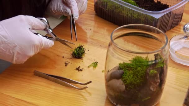 Een Jonge Vrouwelijke Botanicus Creëert Een Klein Levend Bosecosysteem Een — Stockvideo