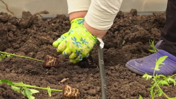 庭のベッドで地面に緑の種を植える手を閉じる — ストック動画