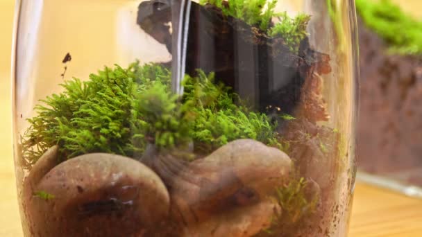 Młody Botanik Tworzy Mały Żywy Ekosystem Leśny Szklanym Terrarium Ciasne — Wideo stockowe