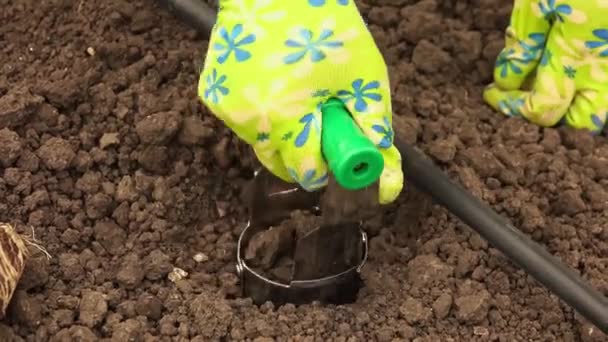 Cerrar Las Manos Plantando Semillas Vegetación Suelo Una Cama Jardín — Vídeos de Stock