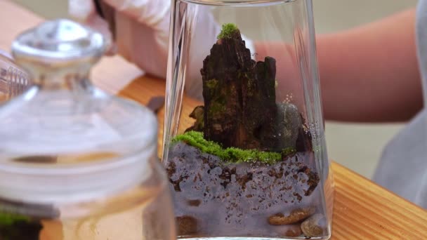 Młody Botanik Tworzy Mały Żywy Ekosystem Leśny Szklanym Terrarium Ciasne — Wideo stockowe