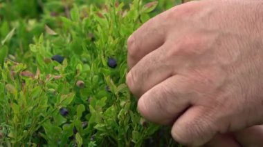 Yabanmersini toplamak, yaban mersini toplarken bir adamın eli. Yaz ormanında vahşi çalılar