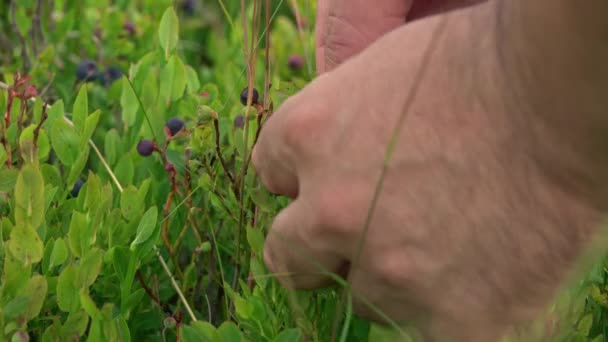 Apanhar Mirtilos Mão Homem Enquanto Colhe Mirtilos Arbustos Selvagens Floresta — Vídeo de Stock