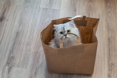 Şirin, gümüşi bir çinçilya kedisi, kabarık ve yeşil gözlü, garip bir şekilde alışveriş çantasından dışarı bakıyor..