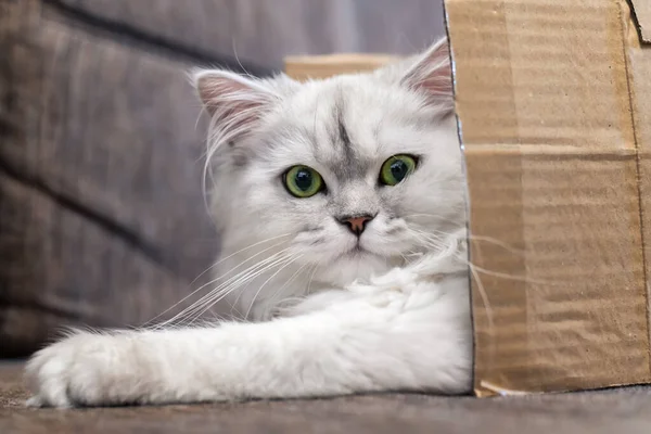 Perská Stříbřitá Chinchillová Kočka Načechraná Dlouhosrstá Zelenýma Očima Ležící Krabici — Stock fotografie