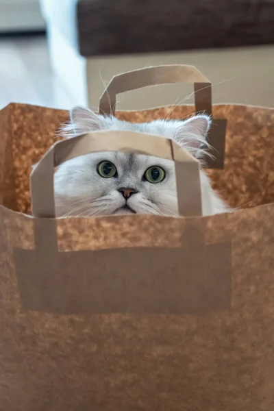 Papírové Nákupní Tašky Zvědavě Vykoukne Roztomilá Stříbřitě Zbarvená Kočka Činčila — Stock fotografie