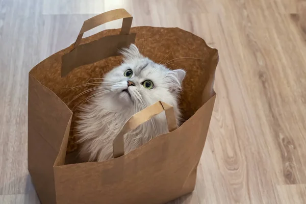 Papírové Nákupní Tašky Zvědavě Vykoukne Roztomilá Stříbřitě Zbarvená Kočka Činčila — Stock fotografie