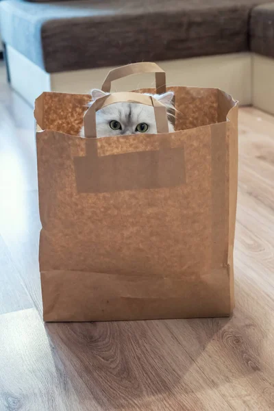 Lindo Gato Chinchilla Plateado Sombreado Esponjoso Pelo Largo Con Ojos — Foto de Stock