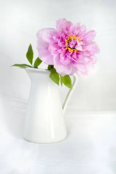 Natura Morta Con Una Splendida Peonia Rosa Vaso Sfondo Bianco — Foto Stock