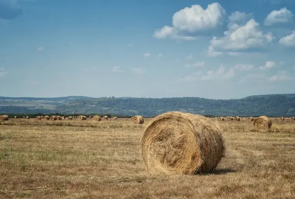 Amazing View Autumn Field Full Hay Bales Blue Sky Fluffy — Stock Photo, Image