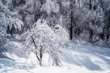 Yoğun kar yığınları, karla kaplı ağaçlar, donmuş çalılar ve otlarla kaplı harika bir kış ormanı..
