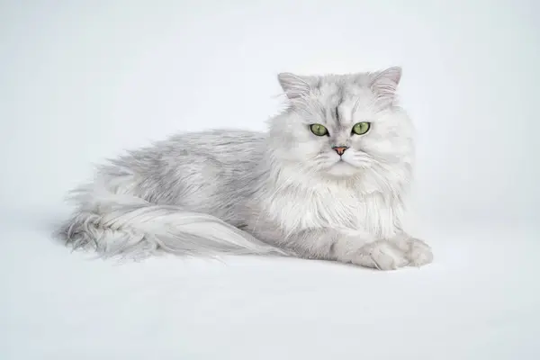 stock image Studio shot of a white persian chinchilla cat on a white background