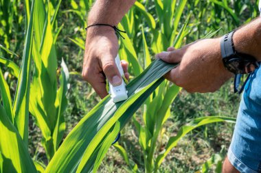 Bir çiftçinin ellerinin tarladaki mısır bitkilerinin yapraklarını özel bir yüksek teknoloji cihazıyla nitrojen içeriğini ölçerek kontrol ederken yakın plan görüntüsü.