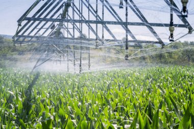 Close up view of an automatic watering system on a corn field. Equipment for industrial irrigation.  Sustainable agriculture concept.	