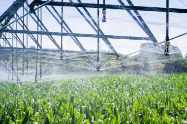 Close up view of an automatic watering system on a corn field. Equipment for industrial irrigation.  Sustainable agriculture concept.	