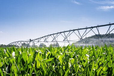 Large water sprinkler system in a corn field. Equipment for industrial irrigation.  Sustainable agriculture concept.	