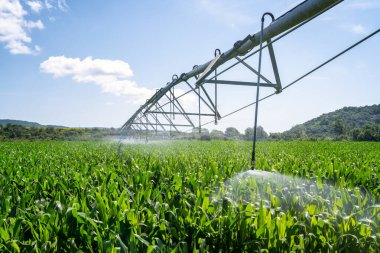 Large water sprinkler system in a corn field. Equipment for industrial irrigation.  Sustainable agriculture concept.	