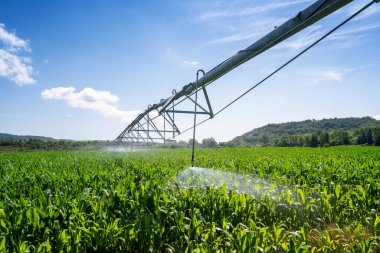 Large water sprinkler system in a corn field. Equipment for industrial irrigation.  Sustainable agriculture concept.	