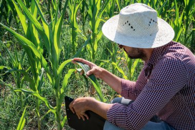 Çiftçinin mısır tarlasında araştırma yaptığı ve mısırın yeşil yapraklarını incelediği dikiz manzarası. Tarımda sulama kavramı.