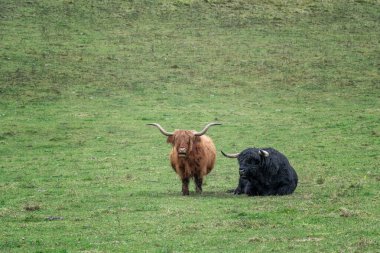 A pair of highland cattle grazing on a warm autumn day in the Logar Valley, Slovenia clipart