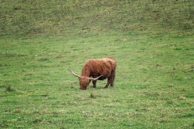 Slovenya 'nın Logar Vadisi' nde ılık bir sonbahar gününde otlayan dağlık bir sığır.