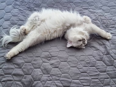 İranlı çinçilya kedisi, gümüşi renkli, yeşil gözlü, kabarık saçlı, gri bir battaniyenin üzerinde sırtüstü yatıyor.