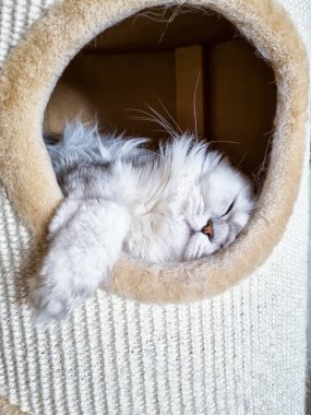 Yuvarlak açıklıklı bir kedi evi, uyuyan bir Pers gümüşi çinçillası kedinin görebileceği, pençesi deliğe sıkışmış.