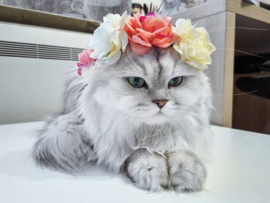 Pers gümüşi çinçil kedisi, yeşil gözlü tüylü uzun saçlı, başında çiçeklerle poz veren