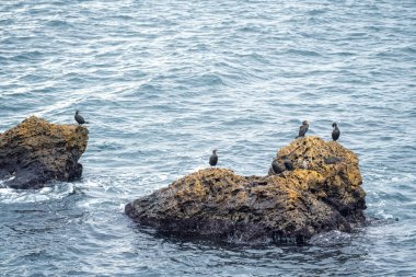 Bulgaristan 'ın Kavarna kenti yakınlarındaki Karadeniz kıyısındaki kayalara tünemiş siyah karabatak bir kuş kolonisi.