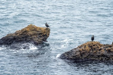 Bulgaristan 'ın Kavarna kenti yakınlarındaki Karadeniz kıyısındaki kayalara tünemiş siyah karabatak bir kuş kolonisi.
