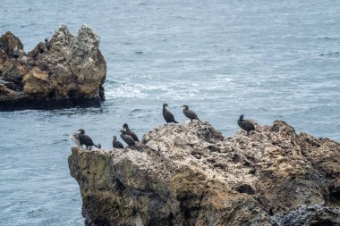 Bulgaristan 'ın Kavarna kenti yakınlarındaki Karadeniz kıyısındaki kayalara tünemiş siyah karabatak bir kuş kolonisi.