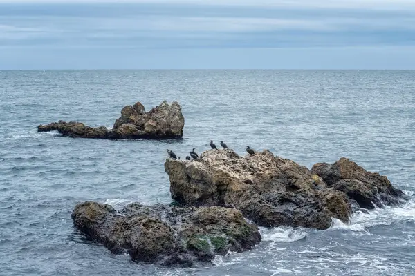 Bulgaristan 'ın Kavarna kenti yakınlarındaki Karadeniz kıyısındaki kayalara tünemiş siyah karabatak bir kuş kolonisi.
