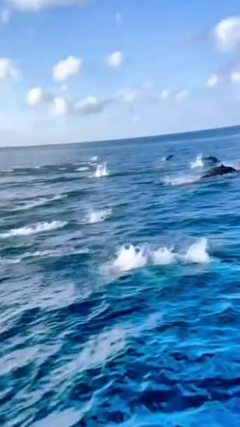 Дельфин Дикая Природа Море Океан Природа — стоковое видео
