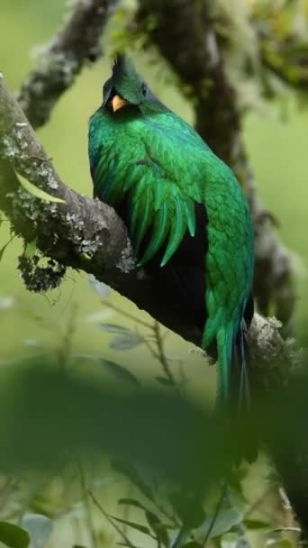 Meksika Quetzal Ötücü Kuşu Yeşil Eksen Asker Kuşu — Stok video